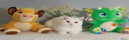 British gatti in vendita: British Shorthair Memo  - Annuncio 1