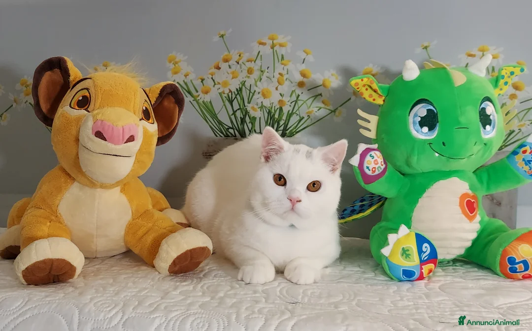 British gatti in vendita: British Shorthair Memo  - Annuncio 1