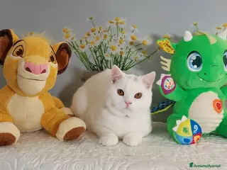 British gatti British Shorthair Memo - Annuncio 2