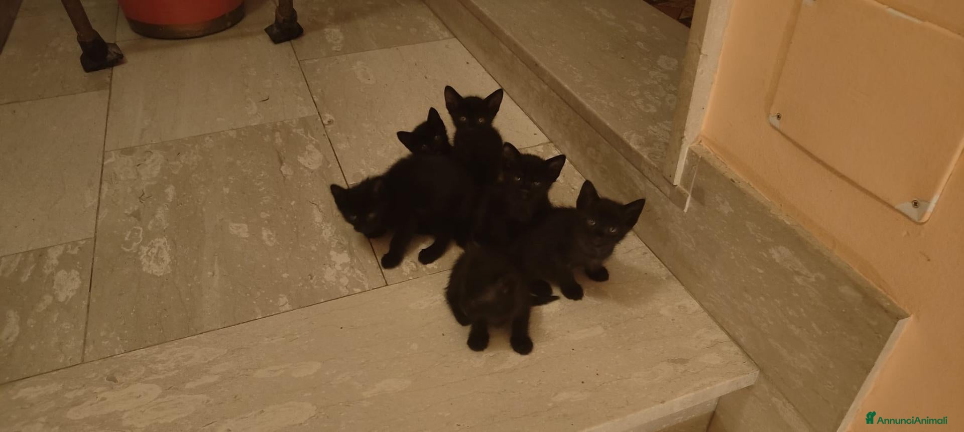 Meticcio gatti Gattini neri  - Annuncio 1