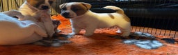 Jack Russell cani in vendita: JACK RUSSELL TERRIER pelo corto pedigree - Annuncio 3