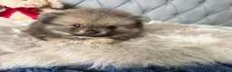 Volpino Pomerania cani in vendita: Cuccioli di Pomerania - Annuncio 1