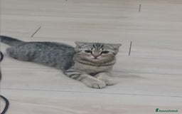 Scottish gatti in vendita: Scottish Straight e fold a Provincia di Piacenza - Immagine 3