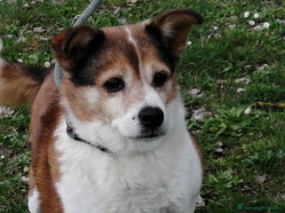 Meticcio cani NONNO PLAUTO CERCA ANCORA UNA CASA - Annuncio 37