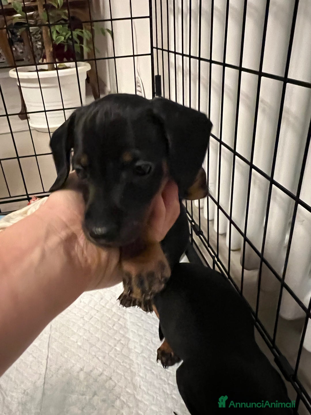 Bassotto cani in vendita: Cuccioli bassotto  - Annuncio 3