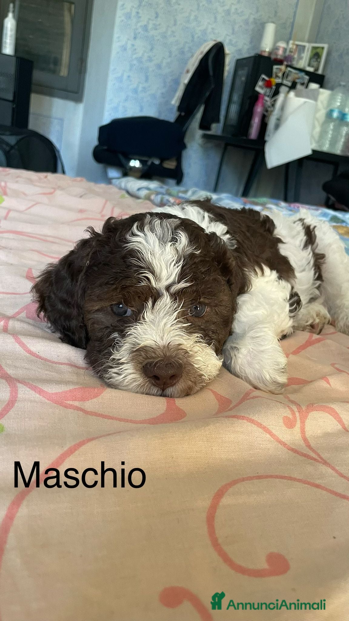Lagotto cani Cuccioli di Lagotto Romagnolo - Annuncio 1