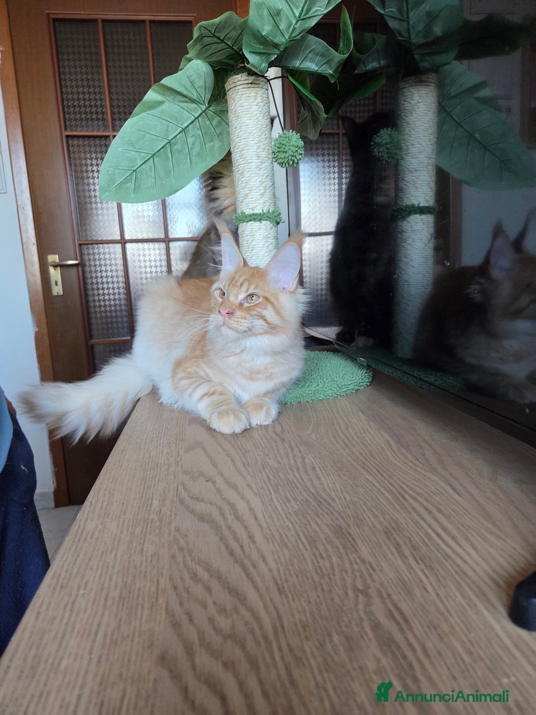 Maine Coon gatti in vendita: Ultimi 4 cuccioli Maine Coon - Annuncio 31