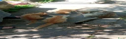 Meticcio gatti in regalo: Gattini cercano casa - Annuncio 2