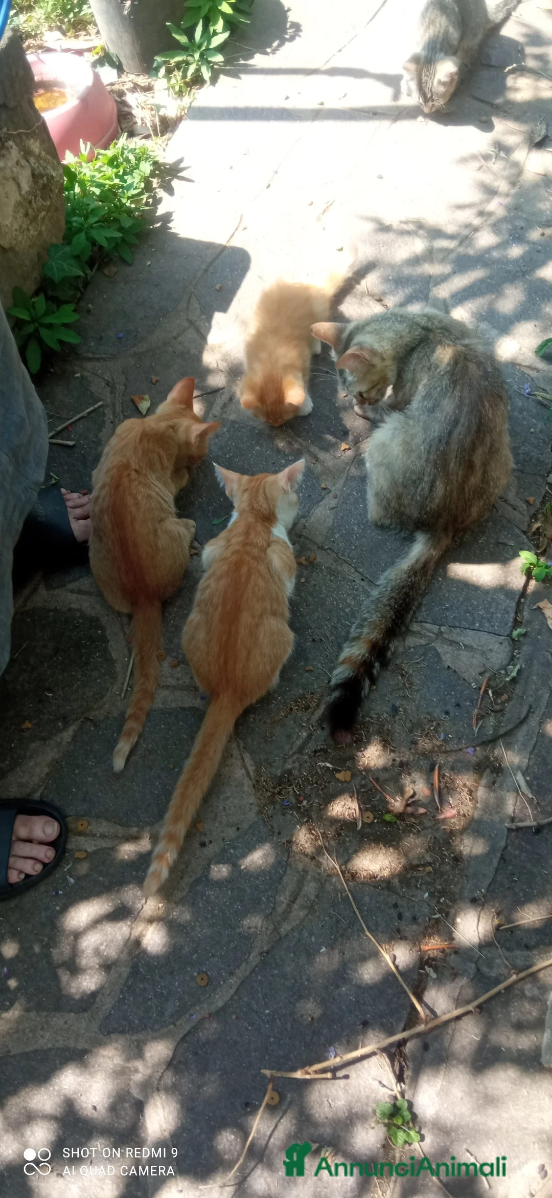 Meticcio gatti in regalo: Gattini cercano casa - Annuncio 2