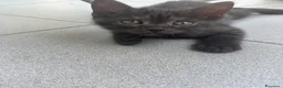 Altre razze gatti in regalo: Un gatto nero a Provincia di Brescia - Annuncio 6