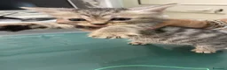 Meticcio gatti in regalo: Tre gattini - Annuncio 1