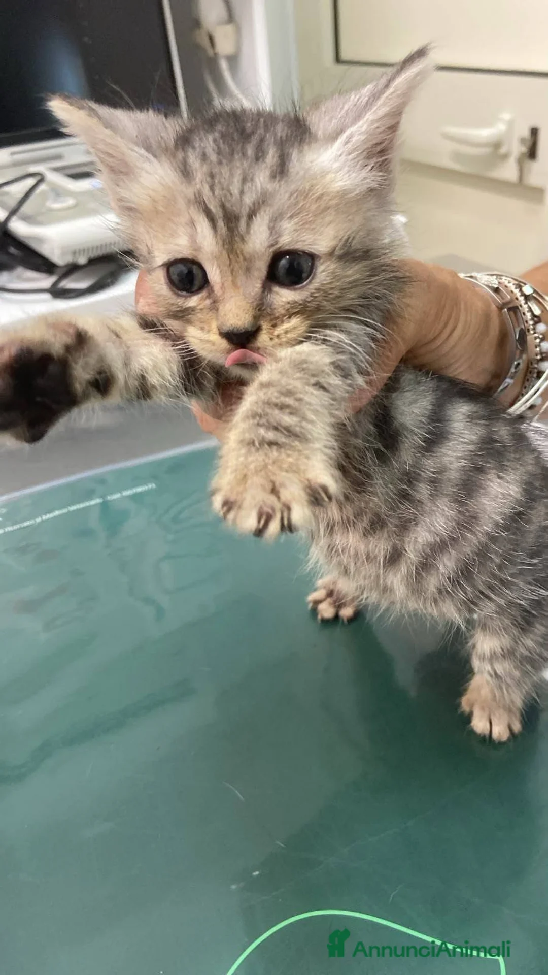 Meticcio gatti in regalo: Tre gattini - Annuncio 1