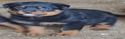 Rottweiler cani in vendita: Disponibili cuccioli Rottweiler  - Annuncio 18
