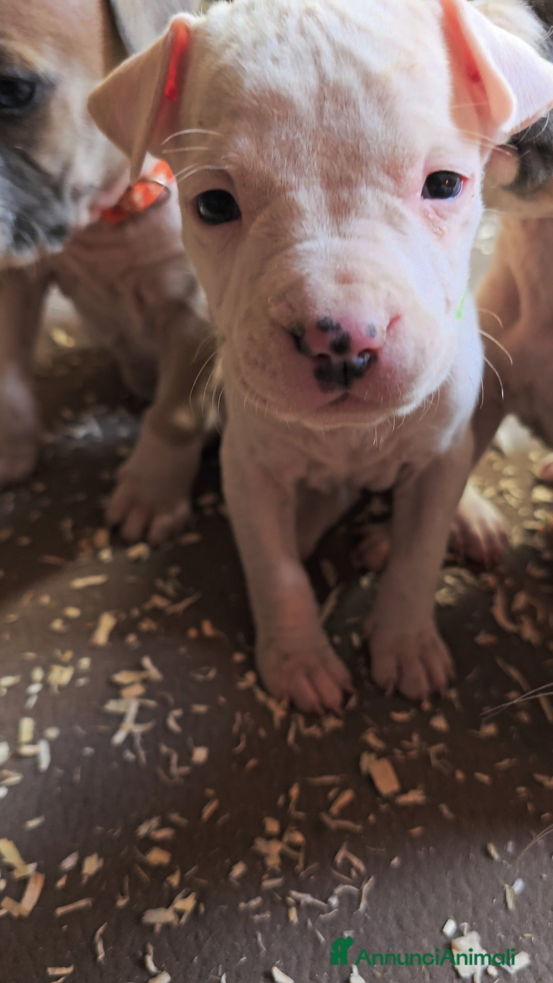 American Staffordshire cani in vendita: Cuccioli Amstaff  - Annuncio 12