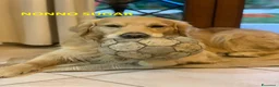 Golden Retriever cani in vendita: Splendidi golden Retriever angloamericani a Città metropolitana di Roma Capitale - Annuncio 10