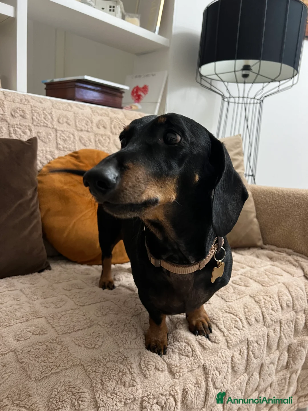 Bassotto cani in regalo: Bassotto nano nero focato  - Annuncio 4