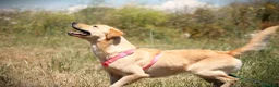 Meticcio cani in regalo: ✨ Venerdì ✨ - Annuncio 5