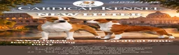 American Staffordshire cani in vendita: Cuccioli American Staffordshire Terrier  - Annuncio 1