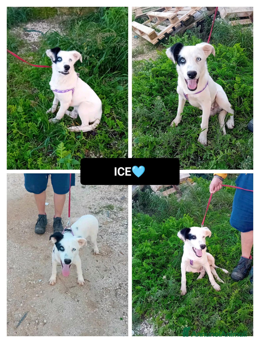 Altre razze cani in regalo: ice 4 mesi - Annuncio 1