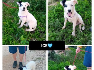 Altre razze cani ice 4 mesi - Annuncio 23