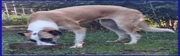 Meticcio cani in regalo: NORMA giovane timidina - Annuncio 3