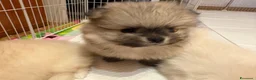 Volpino Pomerania cani in vendita: Cuccioli volpino pomerania spitz pedigree ENCI a Città metropolitana di Roma Capitale - Annuncio 8