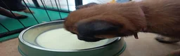 Pastore Belga cani in vendita: Cuccioli Pastore Belga Malinois Alta Genealogia a Provincia di Latina - Annuncio 10