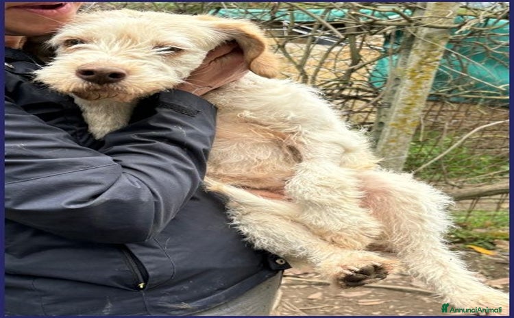 Meticcio cani a Città Metropolitana di Torino - Annuncio 1