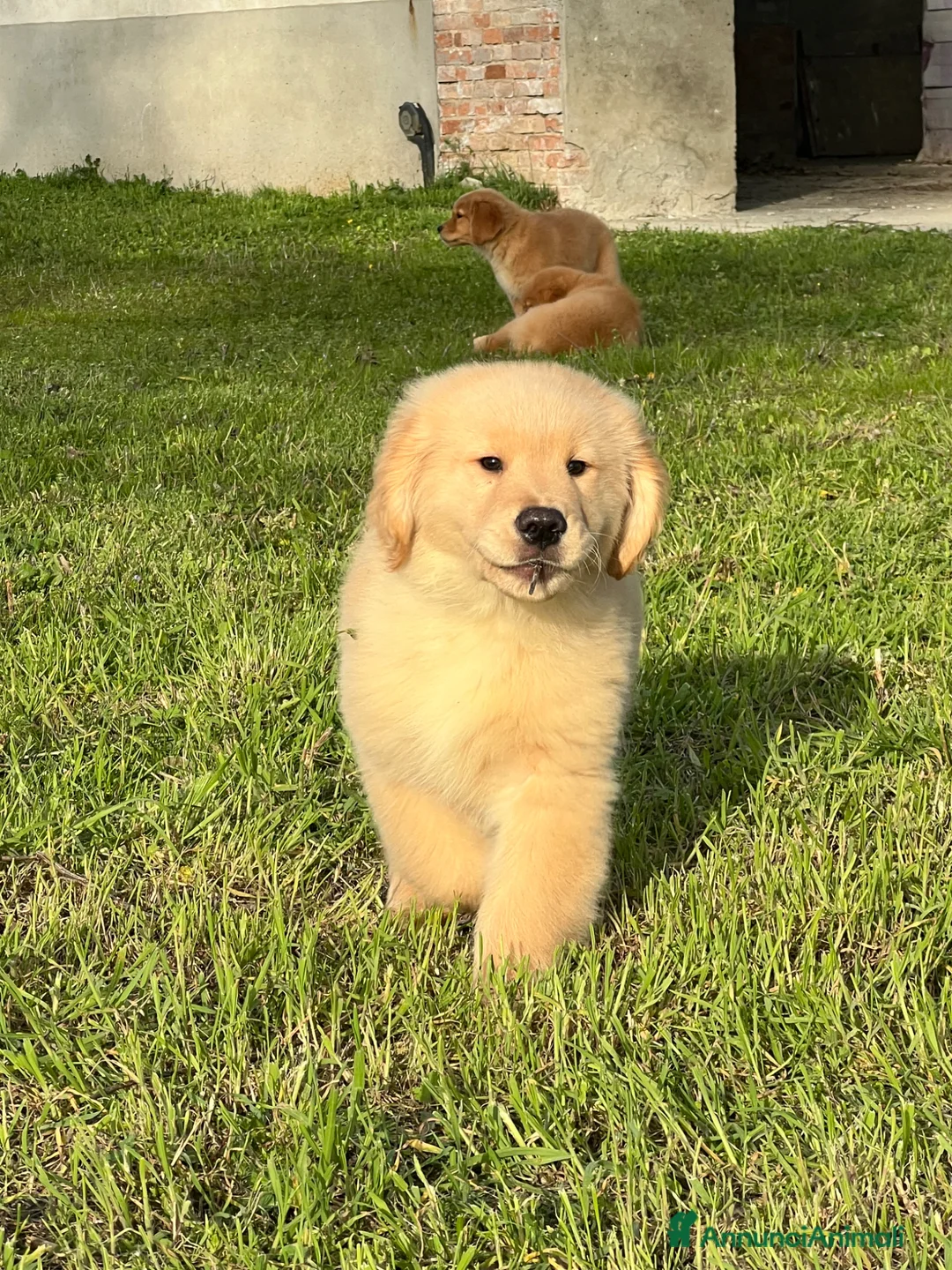 Golden Retriever cani in vendita: Cuccioli Golden Retriever Linea Americana  - Annuncio 2