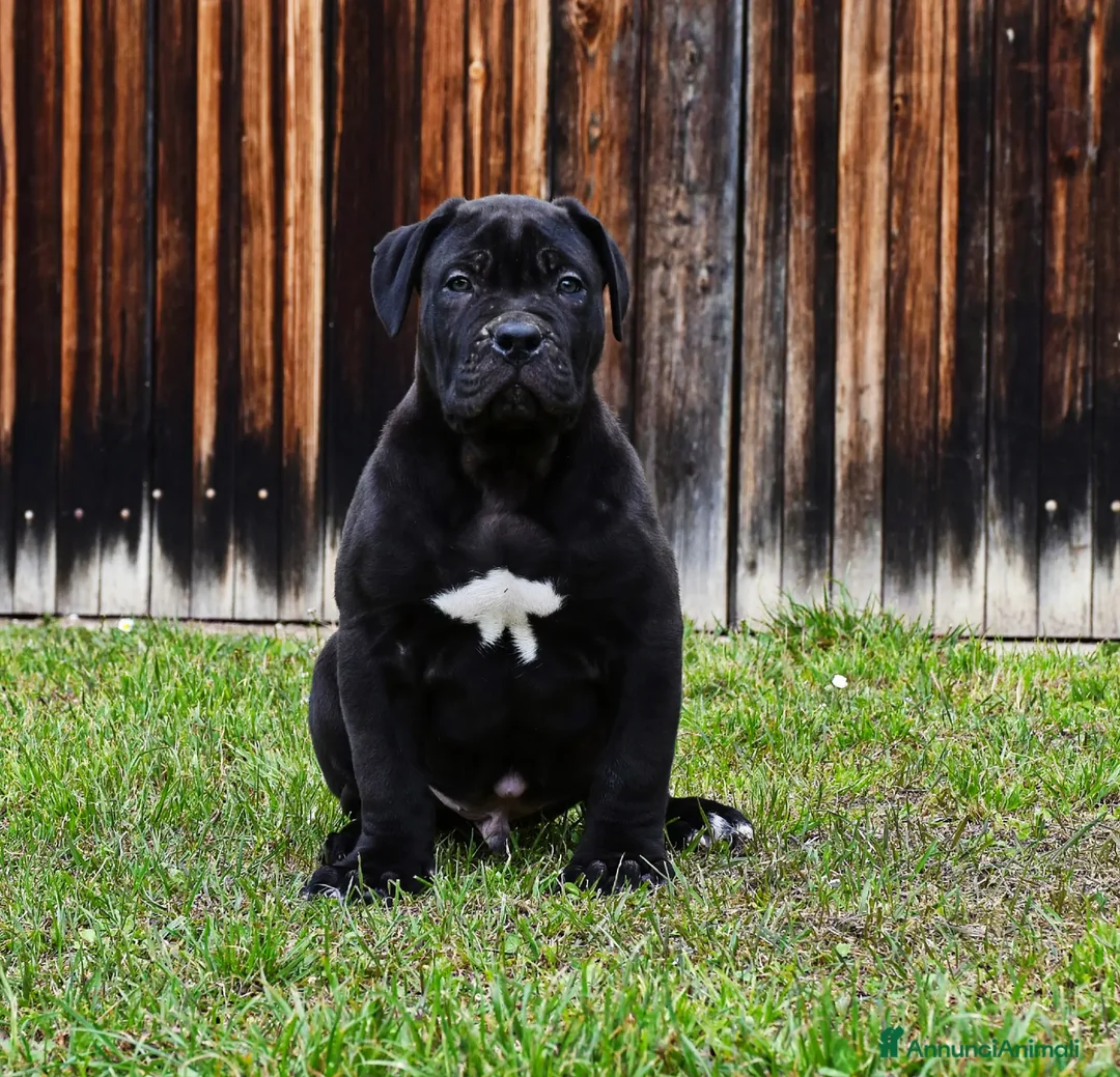 American Bully cani in vendita: Cucciolo di American Bully XXL  a Provincia di Ancona - Annuncio 2