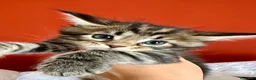 Maine Coon gatti in vendita: Bella cucciolina dal Mainemarie  - Annuncio 2