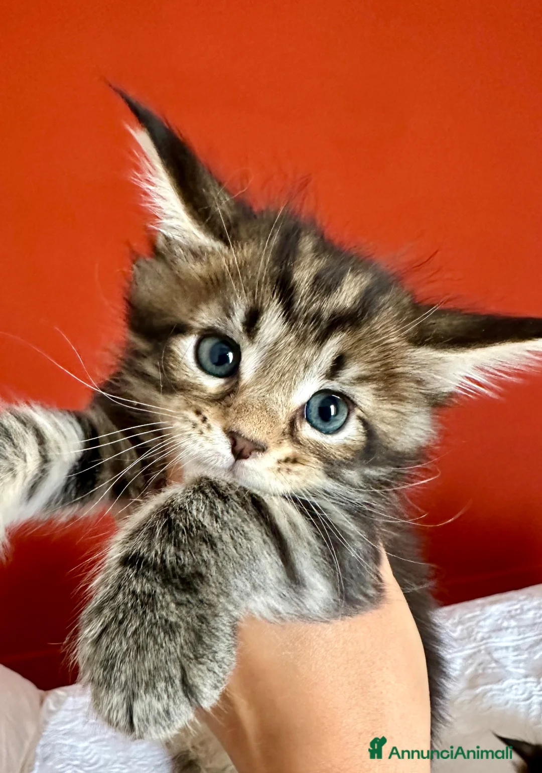 Maine Coon gatti in vendita: Bella cucciolina dal Mainemarie  - Annuncio 2