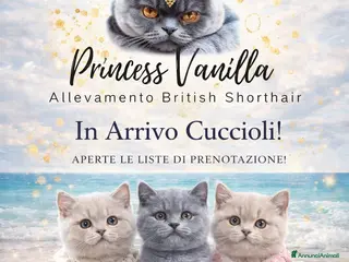 British gatti Cuccioli British blu - Annuncio 1