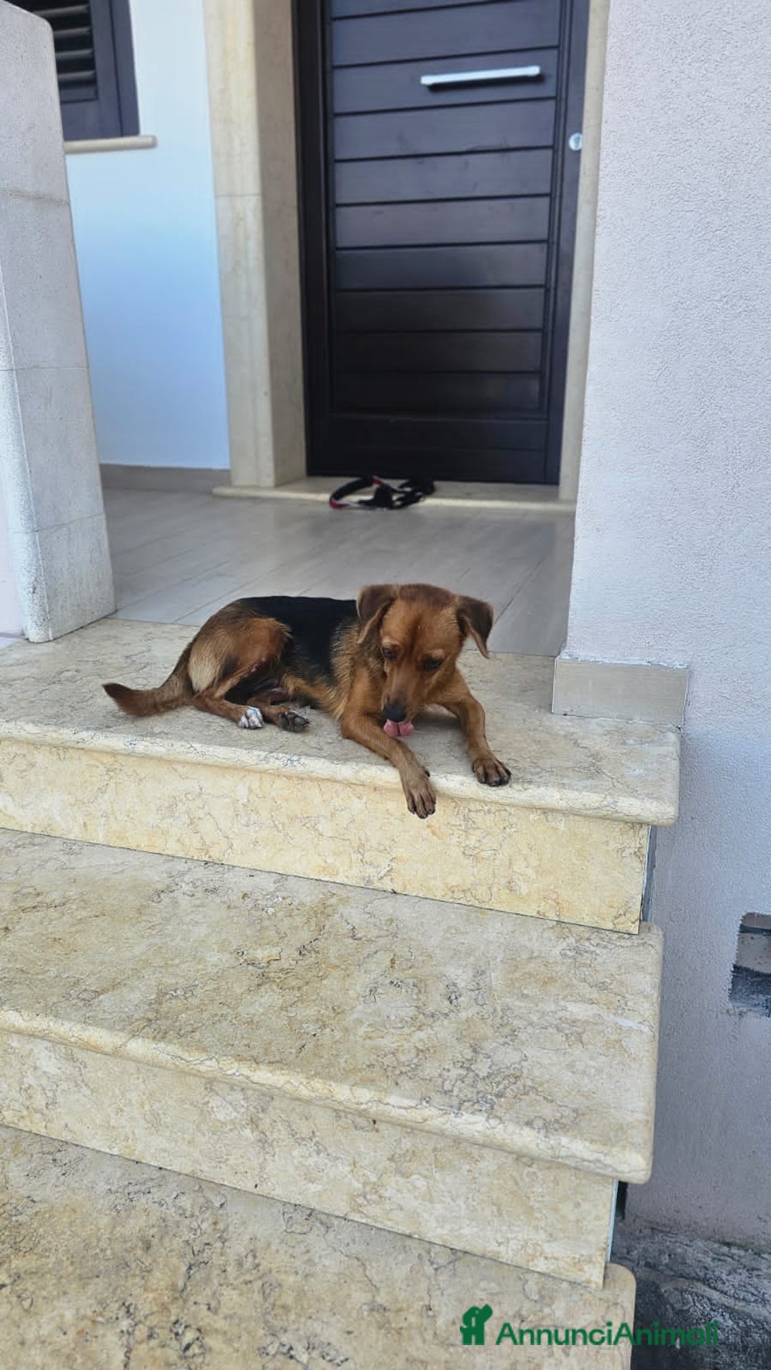 Altre razze cani in regalo: terry  - Annuncio 2