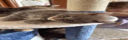 Maine Coon gatti in vendita: Cuccioli di Manine Coon disponibili da giugno - Annuncio 4