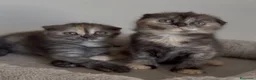 Scottish gatti in vendita: Scottish fold - Annuncio 6