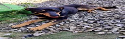 Meticcio cani in regalo: Pino  - Annuncio 4