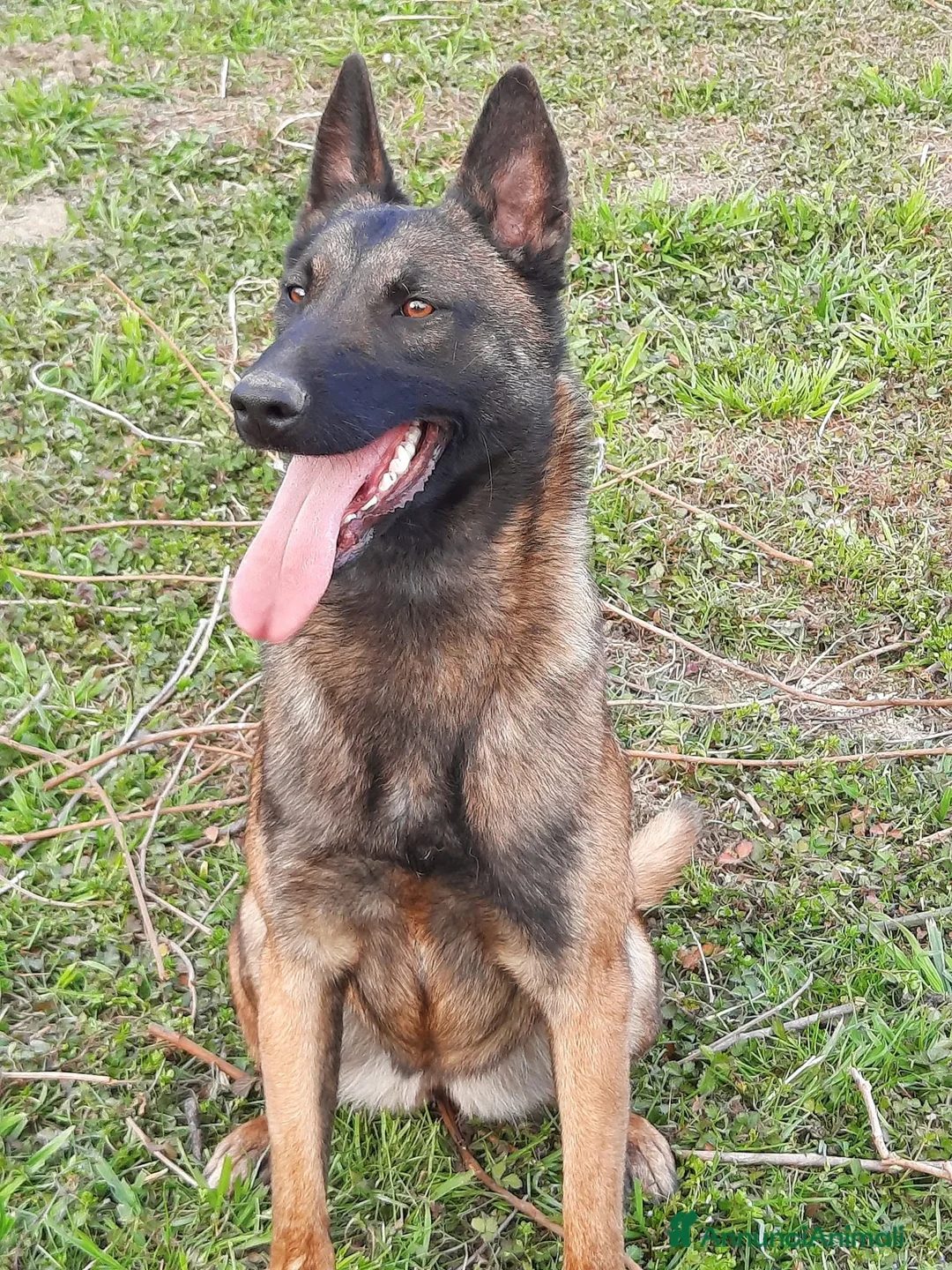 Pastore Belga cani in vendita: Allevamento enci Disponibili cuccioli di malinois  - Annuncio 1