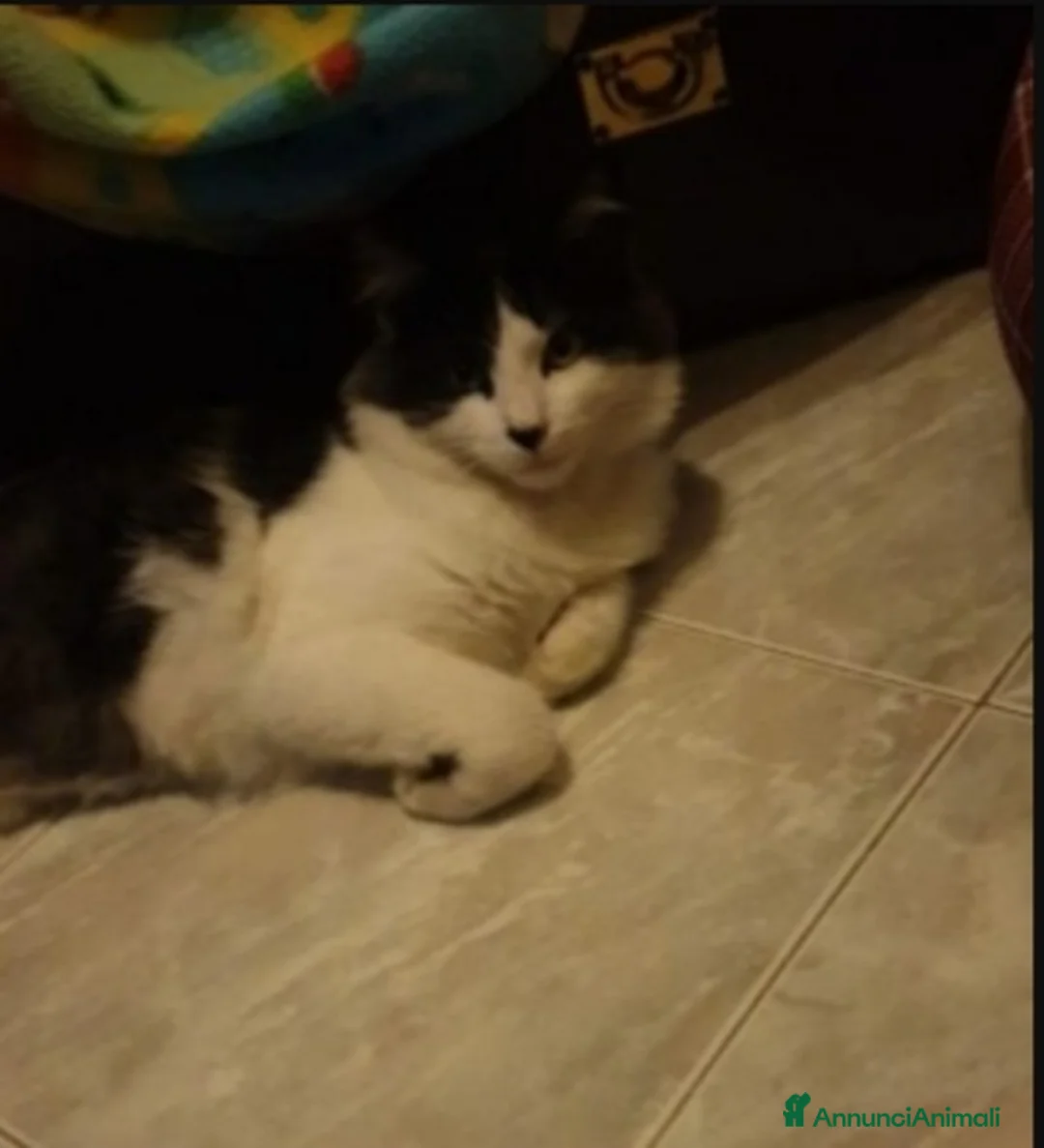 Altre razze gatti in regalo: 2mici bianco/neri 1anno dolcissimi SOS CASA ROMA a Città metropolitana di Milano - Annuncio 2