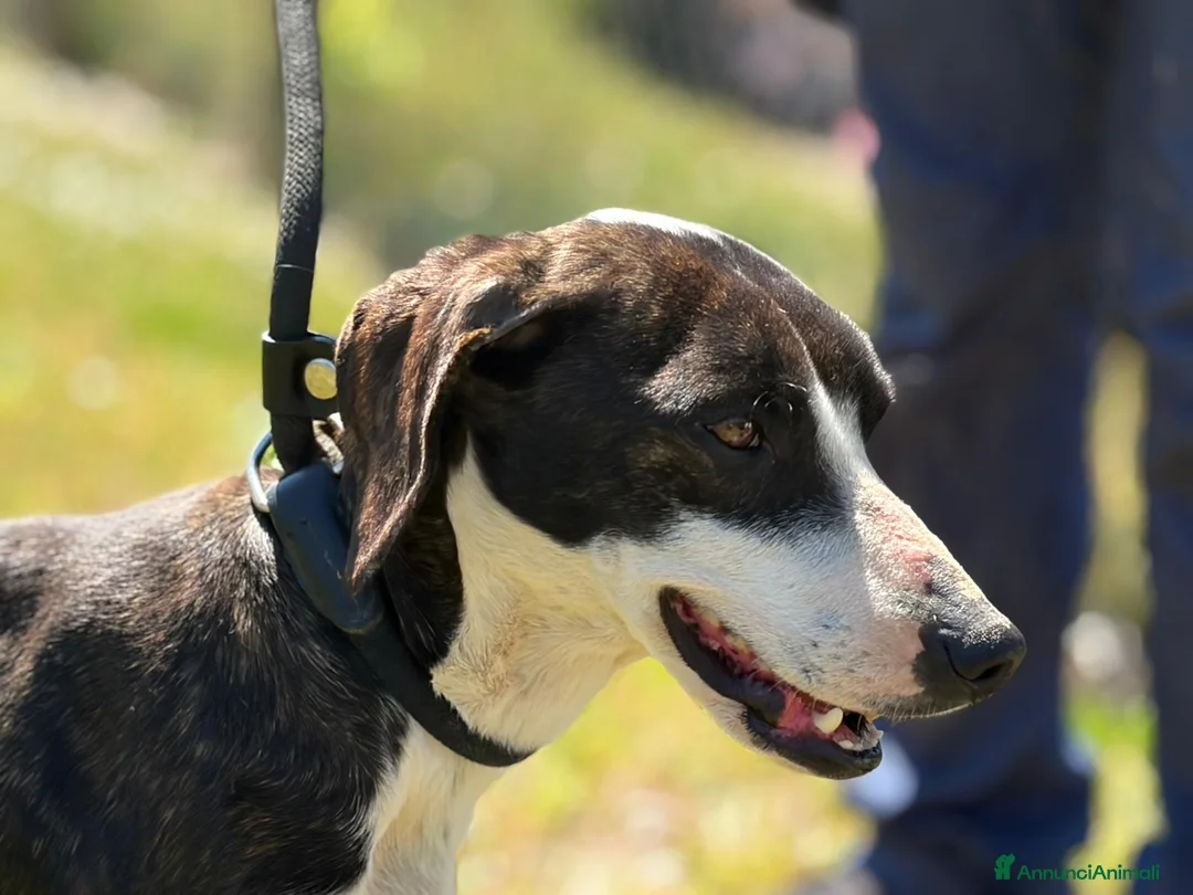 Meticcio cani in regalo: LA DOLCE RUGHETTA HA BISOGNO DI UNA CASA  - Annuncio 1