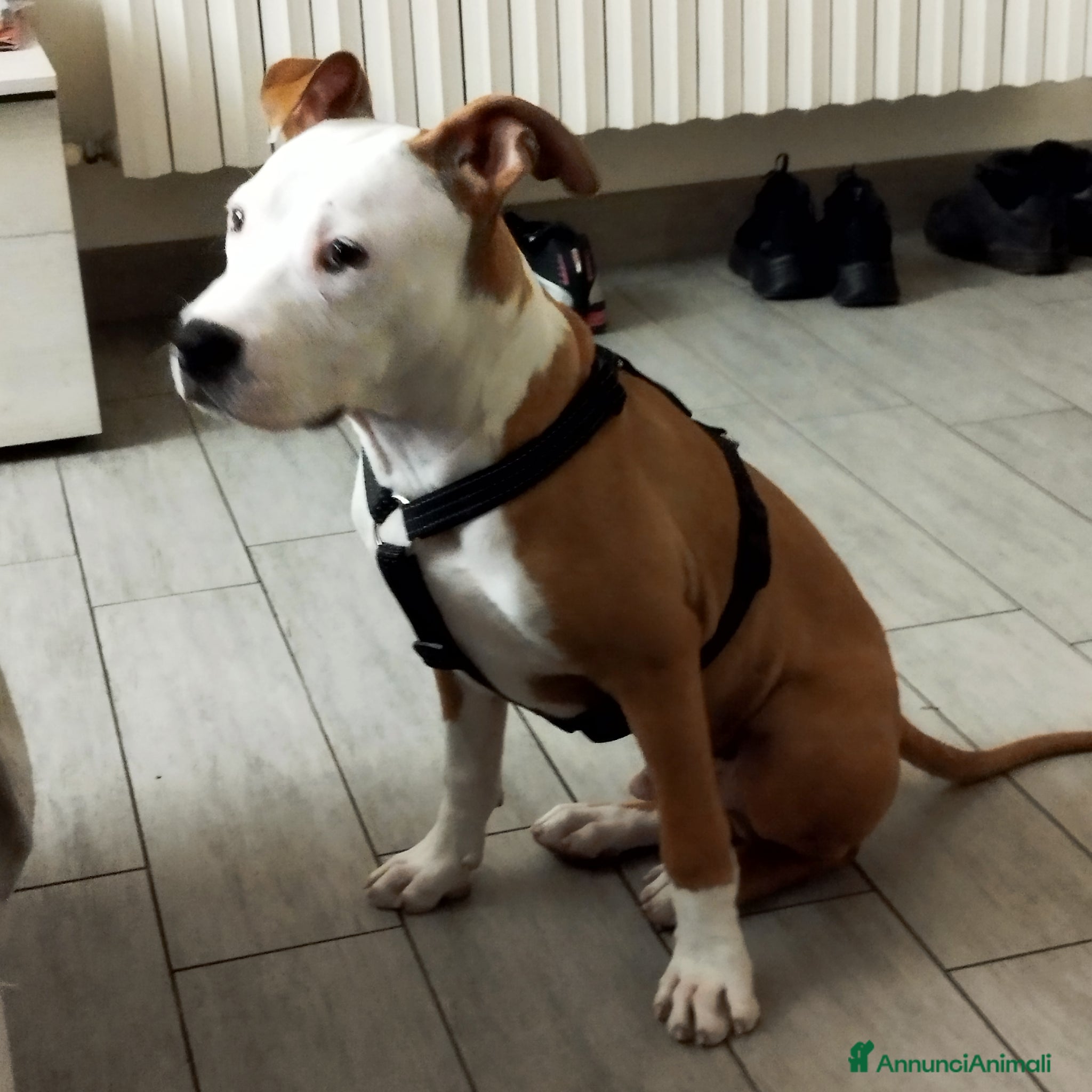 Meticcio cani Cucciolo di Pitbull - Annuncio 5
