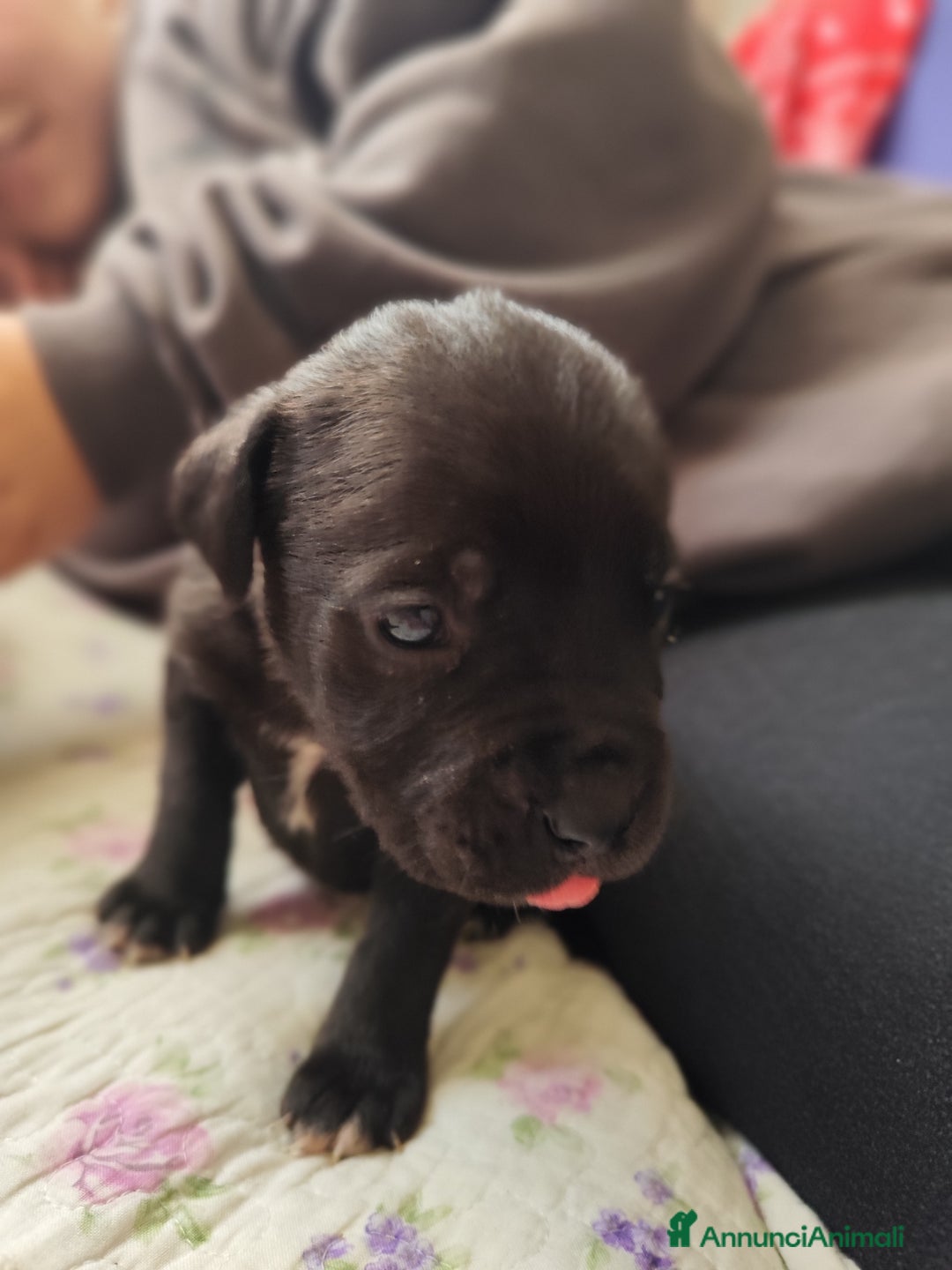 Cane Corso cani in vendita: Cuccioli di cane corso  - Annuncio 3