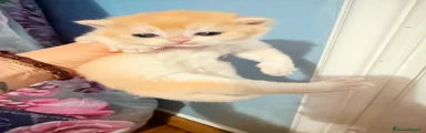 British Gattino 2