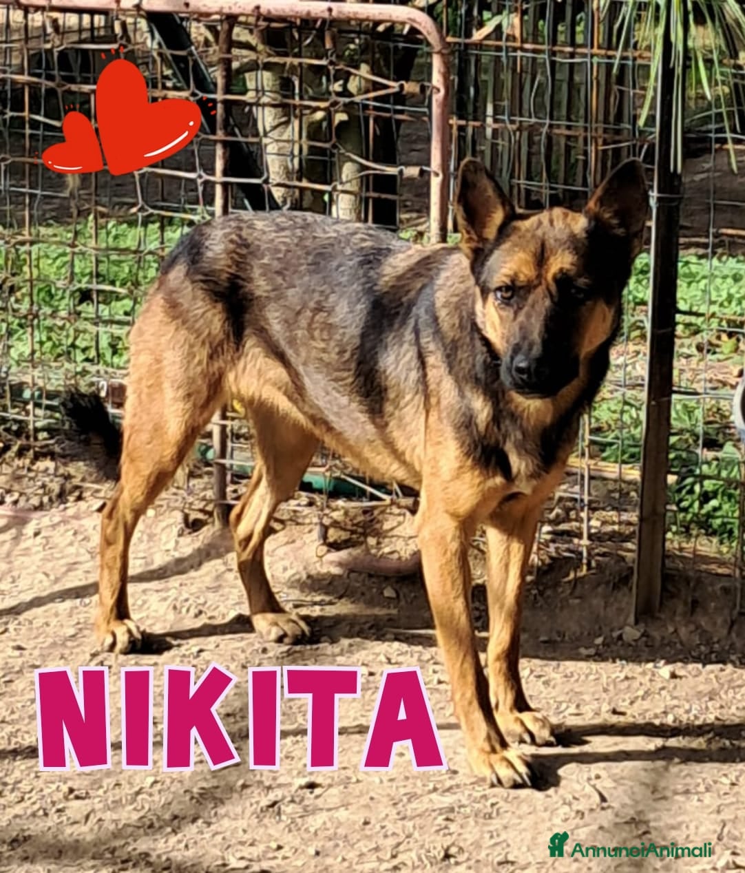 Meticcio cani NIKITA....simpatica cane lupa - Annuncio 41