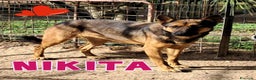 Meticcio cani in regalo: NIKITA....simpatica cane lupa - Annuncio 1