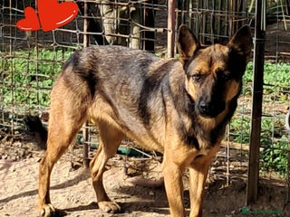 Meticcio cani NIKITA....simpatica cane lupa - Annuncio 29