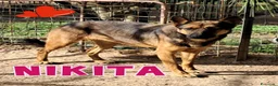 Meticcio cani in regalo: NIKITA....simpatica cane lupa - Annuncio 1