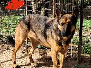 Meticcio cani NIKITA....simpatica cane lupa - Annuncio 2