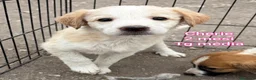 Meticcio cani in regalo: CUCCIOLI, URGENTE: TEMPO SCADUTO  - Annuncio 13