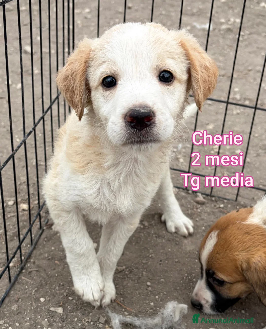 Meticcio cani in regalo: CUCCIOLI, URGENTE: TEMPO SCADUTO  - Annuncio 13